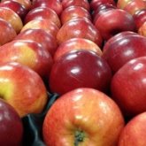 Чекті сақтаған Қарағанды тұрғыны алма бағасының өскенін дәлелдеп берді