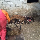 «Коронавирус осы жерден шығып жатпасын...»: Сайрамда Ухань базарынан бетер қасапхана бар (ВИДЕО)