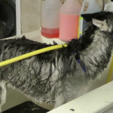 «Жұлдыздардың» иттерінің ылыққанын да көрсетіп жатсақ, таң қалмаңыз!» - Арман Сқабылұлы