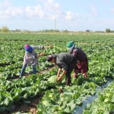 Қырыққабат өсіріп, шығынға батқан түркістандық фермерлердің «бас ауруы» жазылатын күн алыс емес