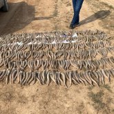 Батыс Қазақстан облысында бір браконьер 366 дана киік мүйізімен ұсталды