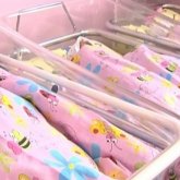 Қазалының егіздер ауылында тағы бір үшем дүниеге келді