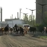 Қалқаман ауылының тұрғындары әкімдікке сиырларды айдап апарды