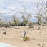 «Махамбет ауылын көгалдандыруға 6 млн 250 мың теңге қаражат бөлінді» - округ әкімі