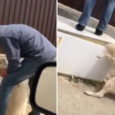 «Мака, кәуап жасамай-ақ қой...»: итті тоңазытқыштың есігімен қылғындырған адам ұсталды (ВИДЕО)