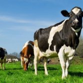 «Сыбаға» бұйырмаған шаруалар аштық жариялауға мәжбүр