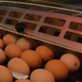 Қазақстанда ТМД-дағы ең үлкен жоба іске қосылмақ