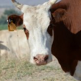 Павлодар облысында шаруа әкімдіктен жайылымдық жер ала алмай жүр