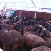 «Ислам шариғатының талабы – осы»: құрбандыққа шалынар малдың жасы мен бағасы қайта түсіндірілді