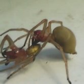 «Өте қауіпті саналады»: ШҚО-да улы сары өрмекші қаптап кеткен