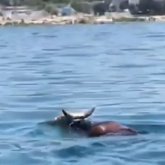 «Қашып кеткен құрбандық»: Ақтауда иесінен безген өгізді полицейлер зорға ұстады (ВИДЕО)