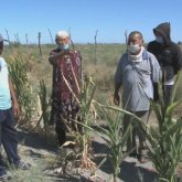 Түркістан облысында егістікке жетпей жатқан суды әкім өз шарбағына тартып алыпты