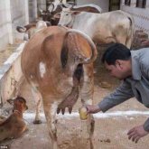 Үндістанда адамдар коронавирустан сиырдың зәрін ішіп емделіп жатыр (ФОТО)