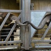 12 жыл бойы бір-бірін көрмеген пілдердің әрекеті көпшілікті сүйсіндірді