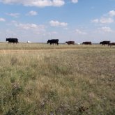 Елордадағы айналма жолдың бойында мал жайғандар жазаға тартылды