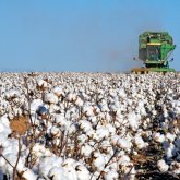 Жетісайда мақта теру науқаны басталып кетті