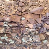 Өлкетанушылар Семейден кезінде мұхит астында қалған көне орманды тапты