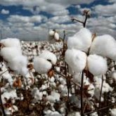 Мақтаның бағасы 130 теңге болып бекітілді