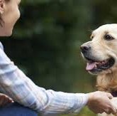 Қарағандылықтар коронавируспен ауырмас үшін иттің етін жеуге көшкен