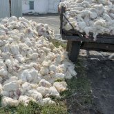 Қазақстанда құс тұмауынан қырылған құстың саны миллионға жақындады