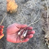 Малшылар коронавирустан жабайы жуа жеп аман қалғанын айтты