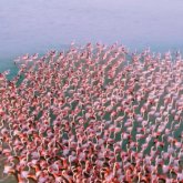 Қоқиқазды видеоға түсірген ақтаулық тұрғынға айыппұл салынуы мүмкін