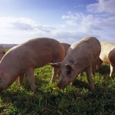 Сасық иіске тұншыққан Ақтөбе облысының тұрғындары шошқа фермасын жабуды талап етті (ВИДЕО)