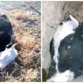 «Ақшамызды төлесін»: Атырау облысында ірі қара мал қырылып жатыр