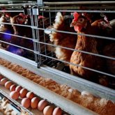 Арқалық құс фабрикасы Ауыл шаруашылығы министрлігімен соттасып жатыр