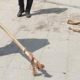 Иесі итін өлгенше сабап тастады