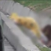 Шымкентте арықтан әйел адамның мәйіті табылды (ВИДЕО)