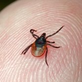 Қызылордада Конго-қырым қанды безгегі анықталды