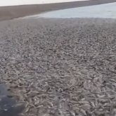 Павлодарда балық қырылып жатыр ма?