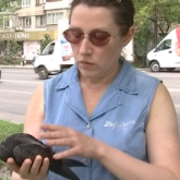 Алматыда көшеден 20 көгершіннің өлексесі табылды