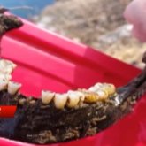 Ертіс өзенінен қармаққа адамның жақ сүйегі ілінген