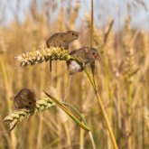 Тышқаннан қорқып, егін екпей отыр