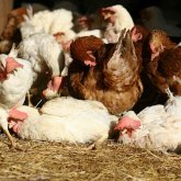 Павлодарда шыбын-шіркейден үй құстары қырылып жатыр