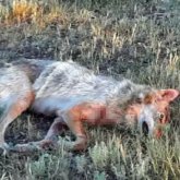 Қостанайда қасқырлар адамдарға шабуыл жасады