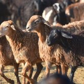 Биыл құрбан шалу екі бағытта өткізілмек