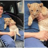 Арыстанның күшігімен түскен суретін жариялаған азамат жазалануы мүмкін