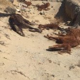 Малы аштан қырылып жатқан Арал тұрғындары енді ішерге су таппай қиналып жатыр