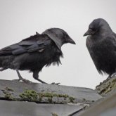 «Тұмсығымен шоқ тастайды»: Қостанай өңірін қарғалардың өртеп жүргені рас па?