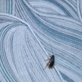 «Түнде бетімізде жүреді»: Алматы облысында бір үйді тарақандар жаулап алған