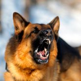 Батыс Қазақстанда бес жасар қызды атасының иті талап өлтірді