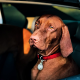 АҚШ Қазақстаннан ит әкелуге тыйым салды