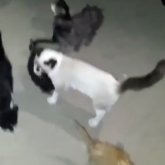 «Жағдайлары өте ауыр»: Алматы маңында белгісіз біреулер 50-ге жуық мысықты тастап кеткен