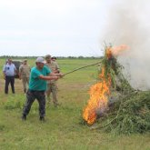 «Бейжай қарайтын жайт емес»: Атырауда шекарашылар 50 мың түп қарасора өртеді