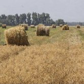 Қазығұрттықтар Аралға 3 вагон жем-шөп жөнелтті