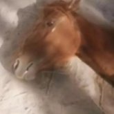 «Жануар да жылайды»: Маңғыстаудағы «жұттан» қатты ашыққан жылқының жылаған ВИДЕОсы тарады