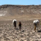 Маңғыстау мен Қызылордадағы жұт келер жылы еліміздің бірнеше өңірінде қайталануы мүмкін